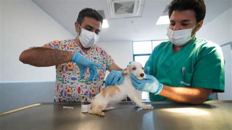 İ­l­k­ ­k­a­m­u­ ­h­a­y­v­a­n­ ­h­a­s­t­a­n­e­s­i­ ­İ­z­m­i­r­’­d­e­ ­a­ç­ı­l­ı­y­o­r­